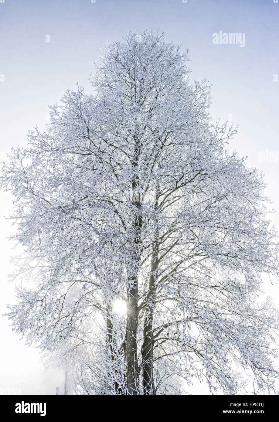 Winterlicher Baum mit Raureif und Nebel Stock Photo