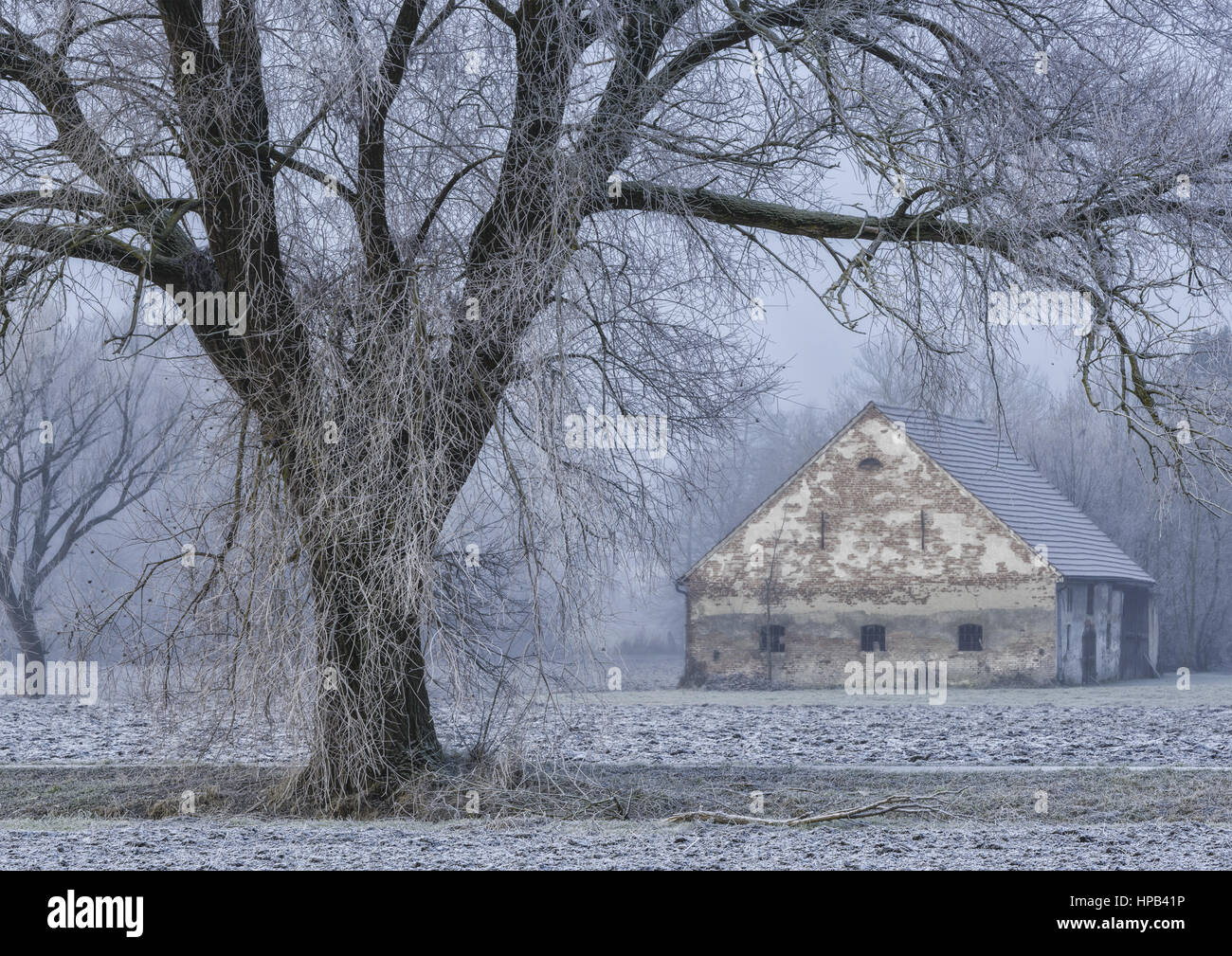 Winterlandschaft mit Raureif, Bayern, BRD Stock Photo