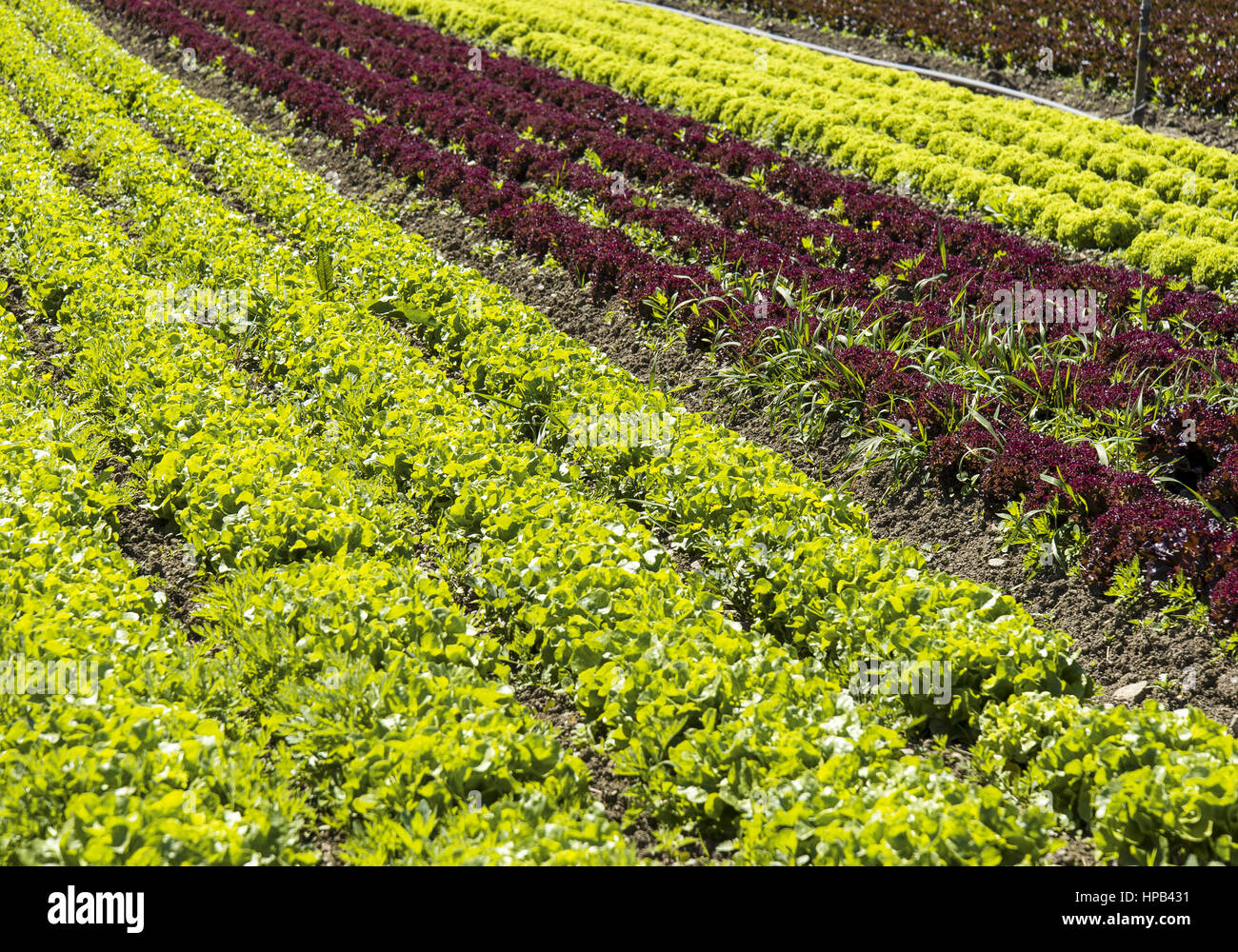 Salatfeld Stock Photo