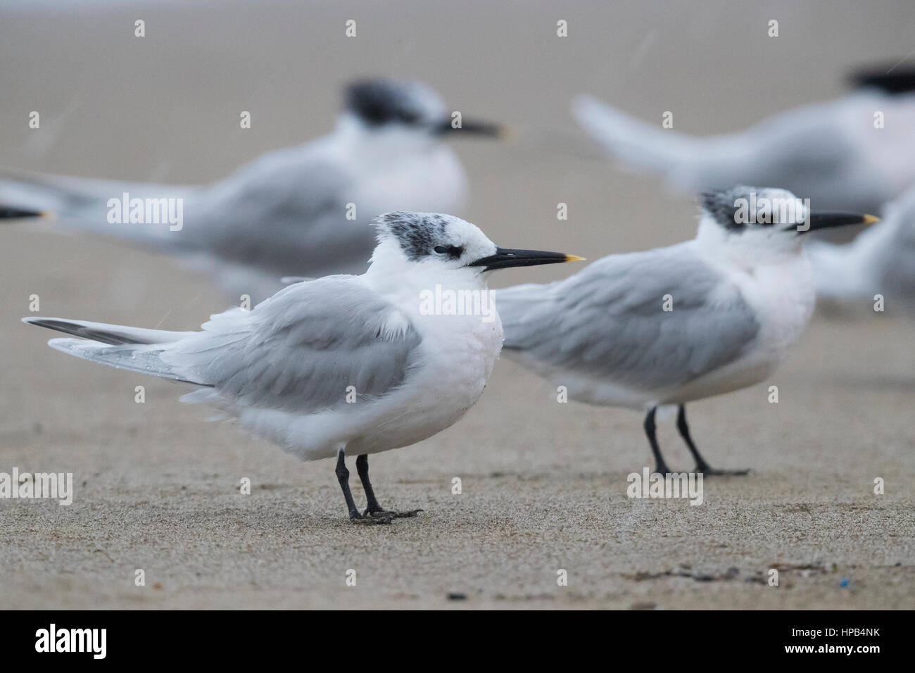 Sandwich Tern (Thalasseus sandvicensis), flock resting on a beach under light rain Stock Photo