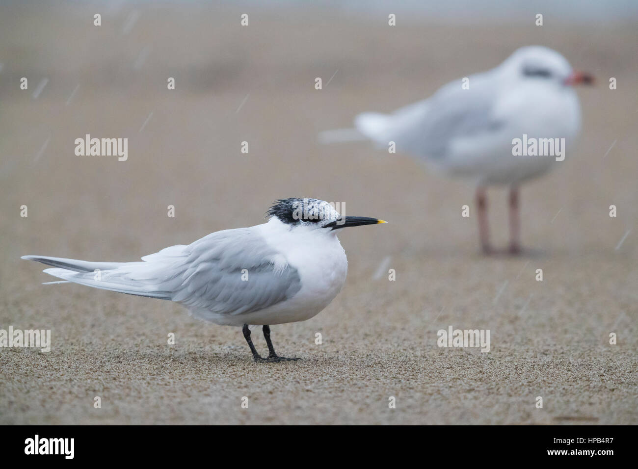 Sandwich Tern (Thalasseus sandvicensis), adult resting on a beach together with a Mediterranean gull Stock Photo