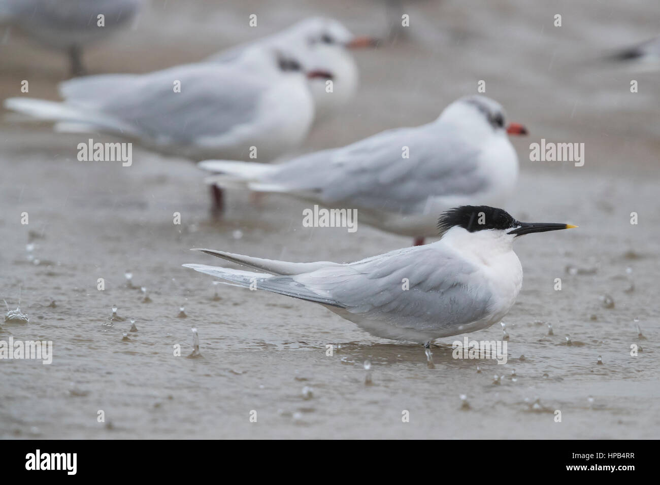 Sandwich Tern (Thalasseus sandvicensis), adult resting in shallow water together with Mediterranean gulls Stock Photo