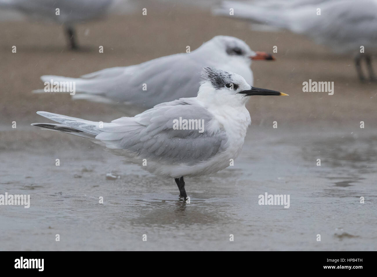 Sandwich Tern (Thalasseus sandvicensis), adult resting on a beach together with a Mediterranean gull Stock Photo