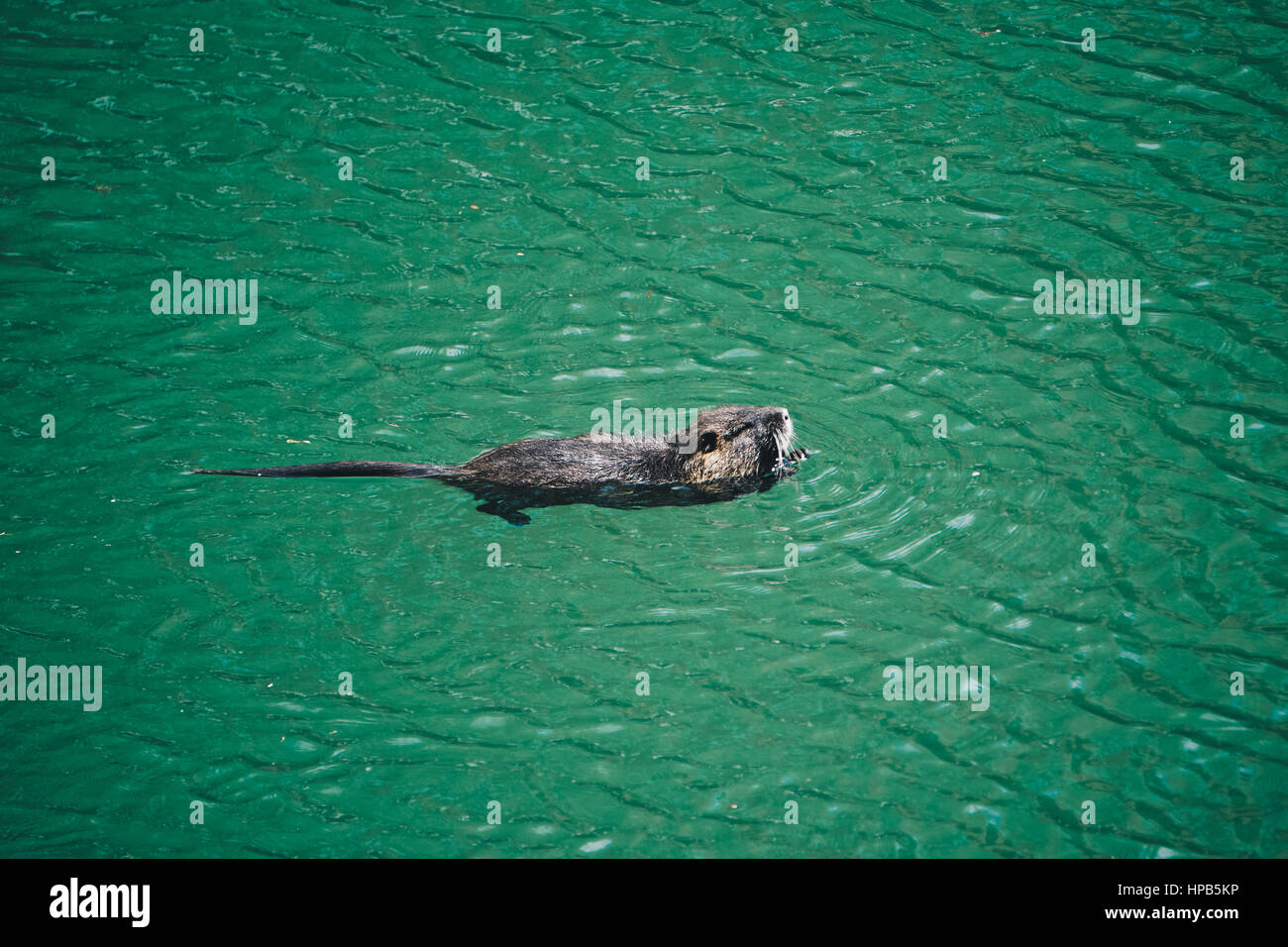 Cute Water Rat High Resolution Stock Photography and Images - Alamy