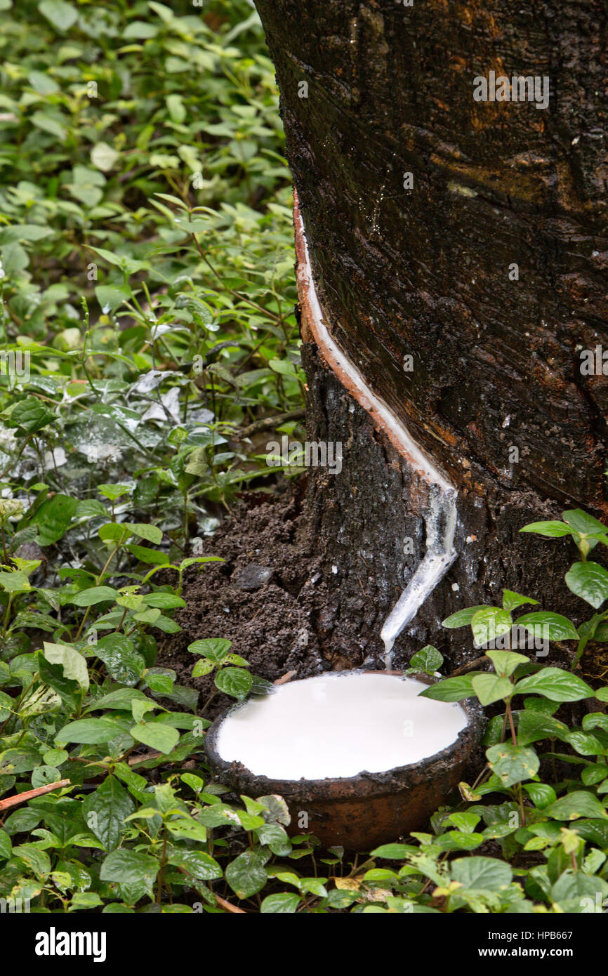 White latex sap dripping from incision into collection pan, half spiral incision, 'Hevea brasiliensis' . Para Rubber Plantation. Stock Photo
