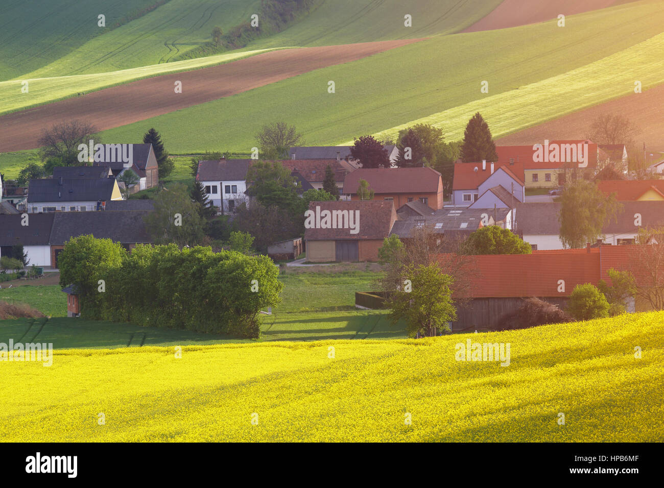 Spring evening rural scene. Village houses in evening sunlight. Colza