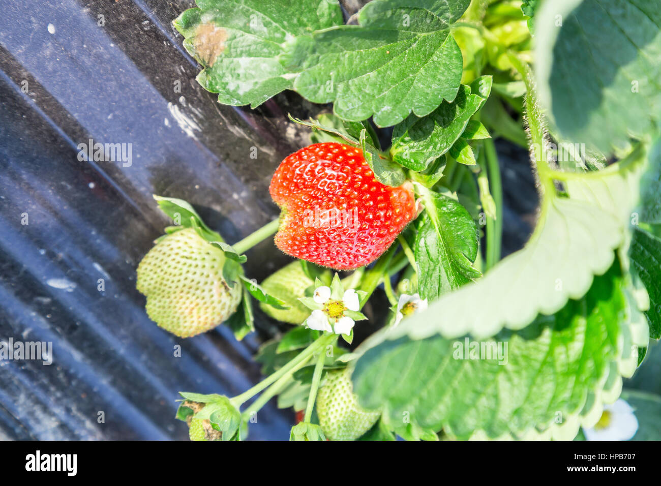 Strawberry range hi-res stock photography and images - Alamy
