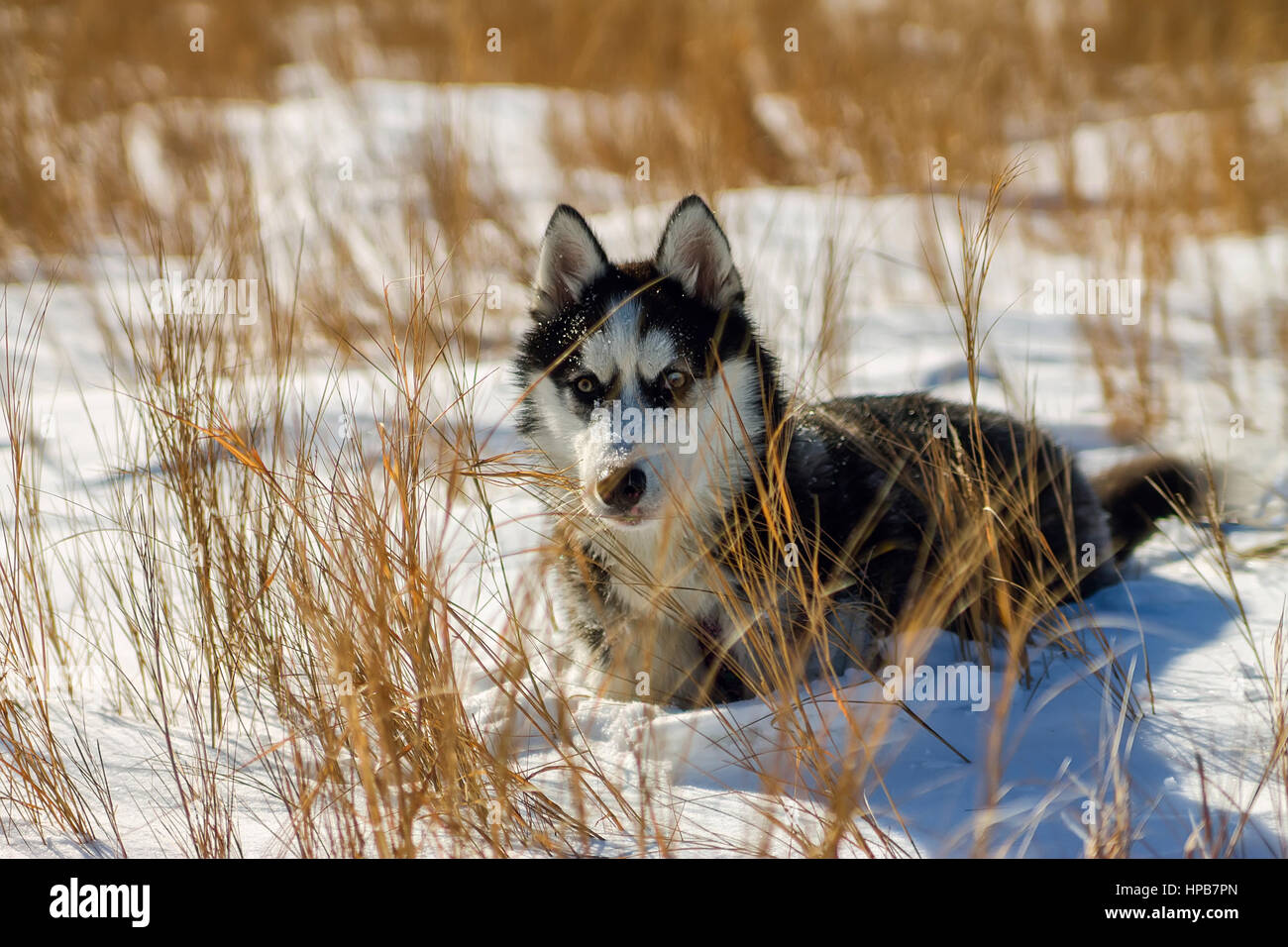 Husky puppy in snow drifts and high yellow grass Stock Photo - Alamy