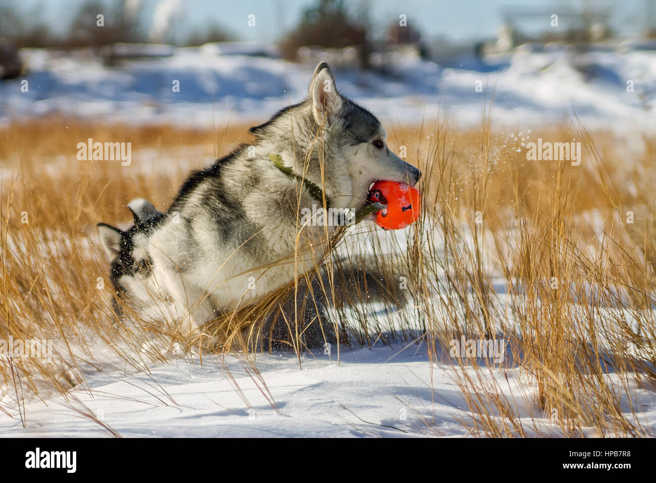 Husky Puppy fun playing in snow drifts Ball Stock Photo - Alamy