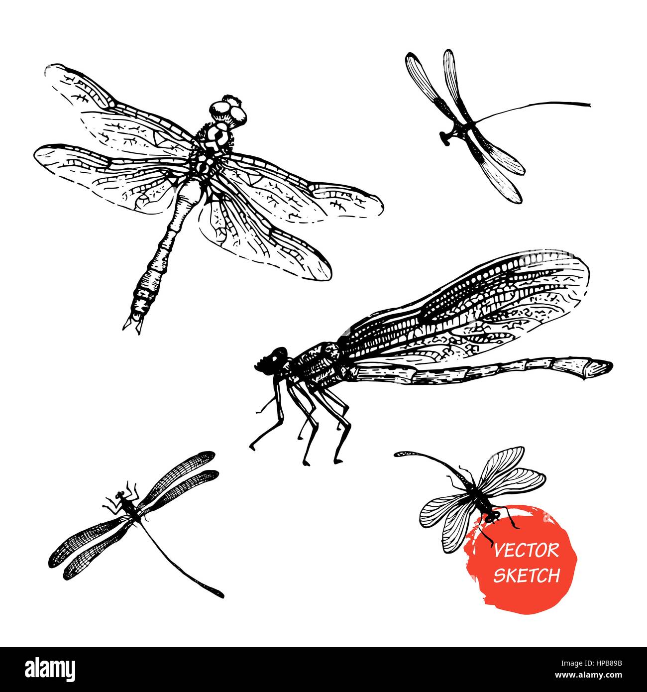 Dragonfly Drawings Designs