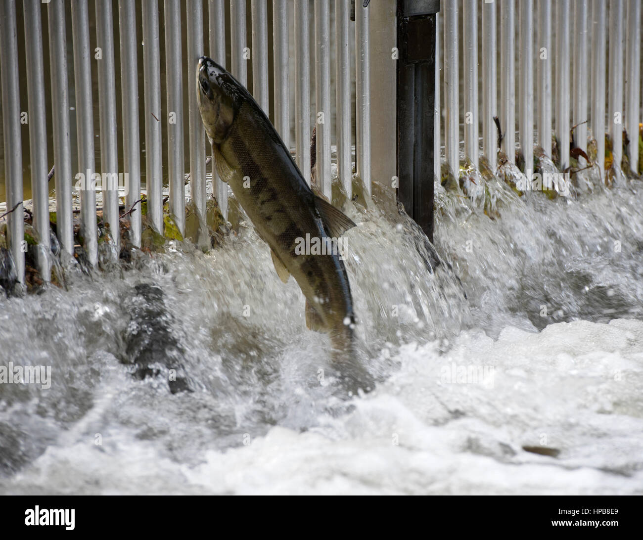 Chum salmon on their annual spawning migration into Rivers on the