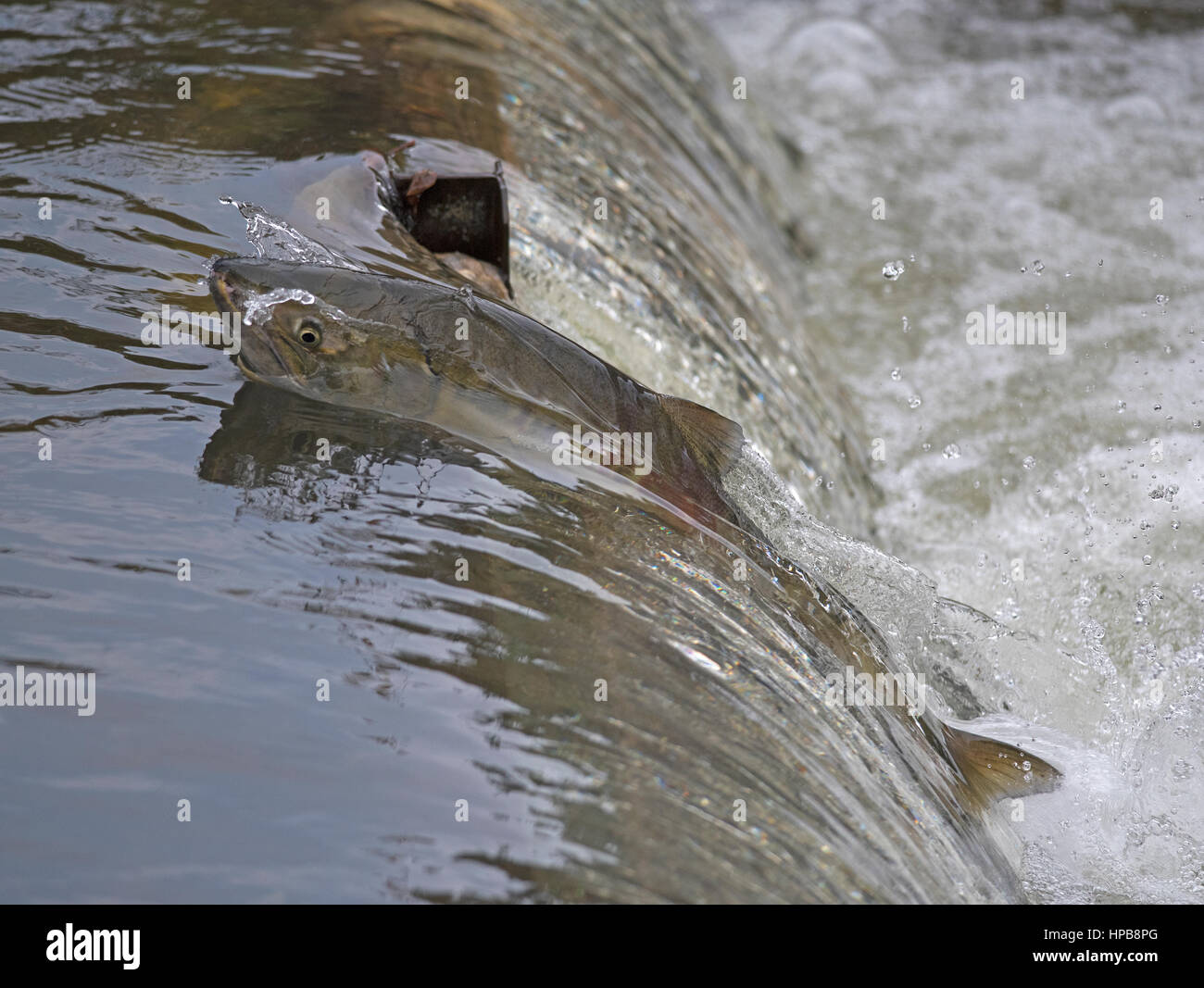 chum salmon fish count run washington