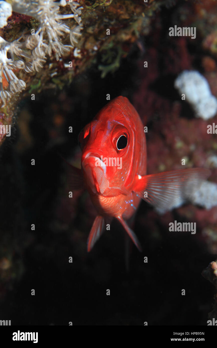 Silverspot squirrelfish (Sargocentron caudimaculatum) underwater in the coral reef Stock Photo