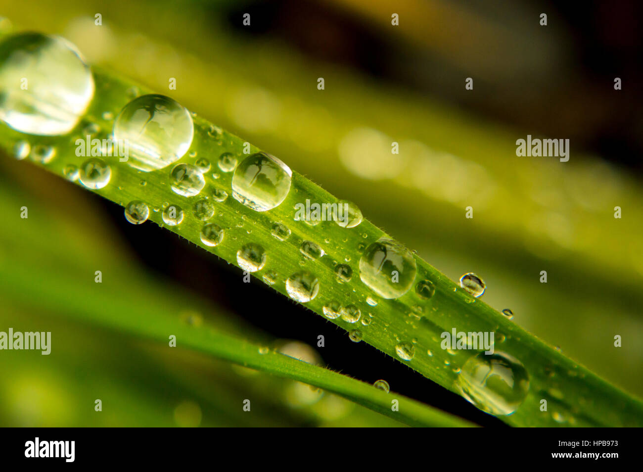 Water Droplets on a Blade of Grass Stock Photo Alamy