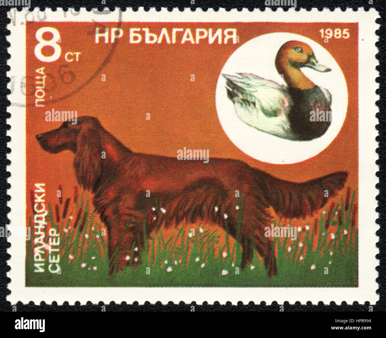 A stamp printed in Bulgaria shows  a Irish Setter and wild goose,  from series Breeds of hunting dogs, circa 1985 Stock Photo