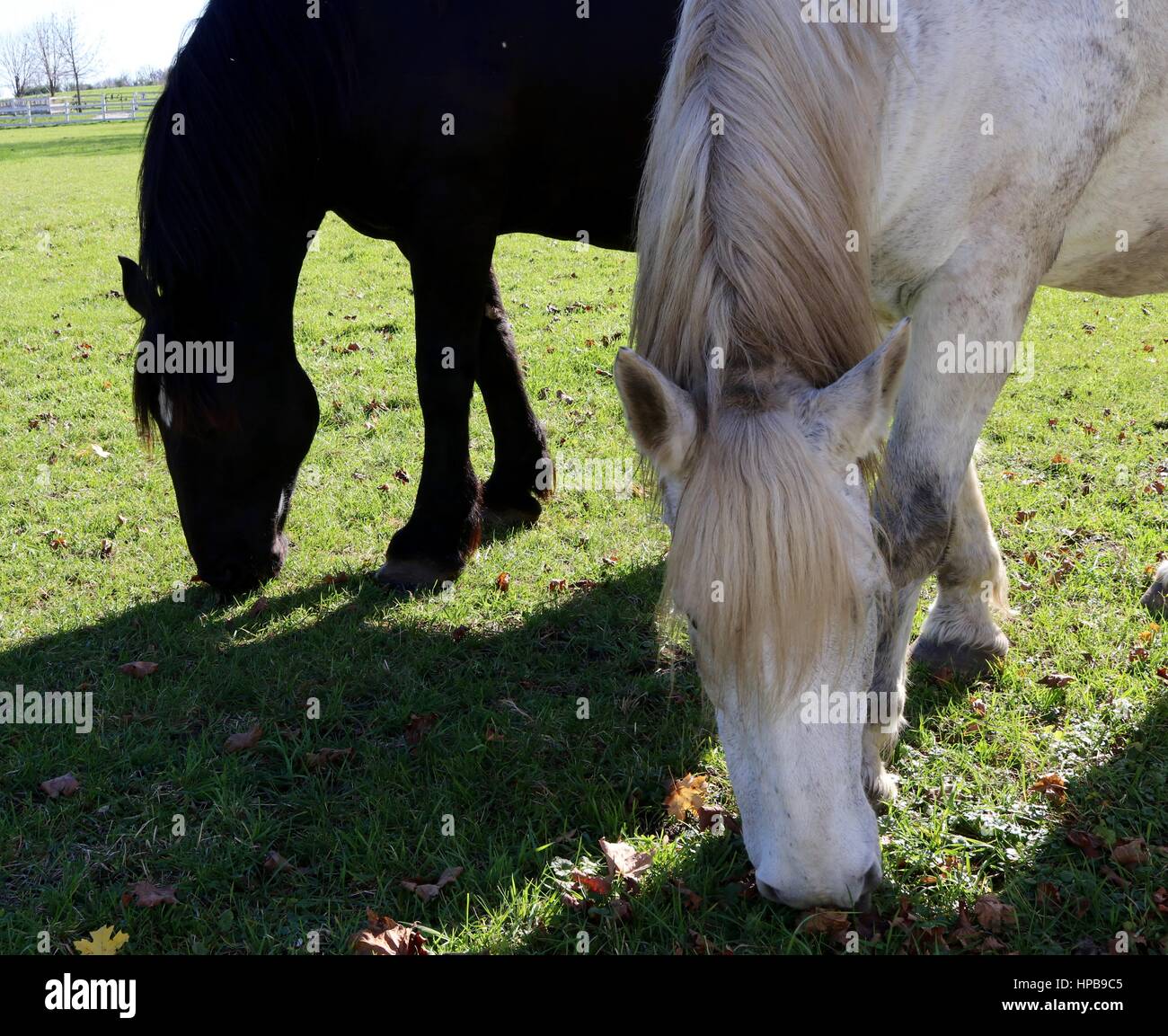 Two horses grazing. Stock Photo