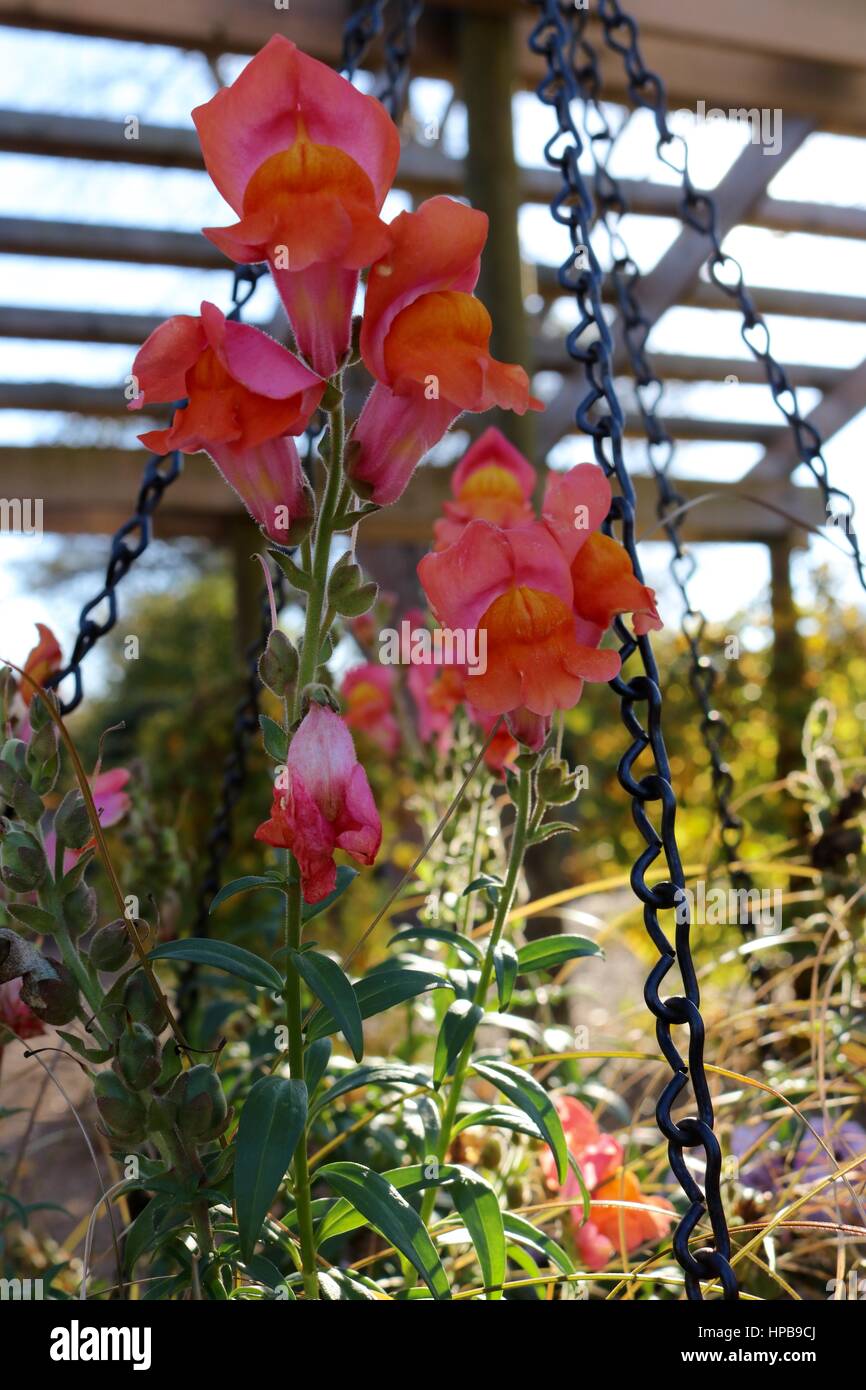 Hanging baskets and garden hi-res stock photography and images - Alamy