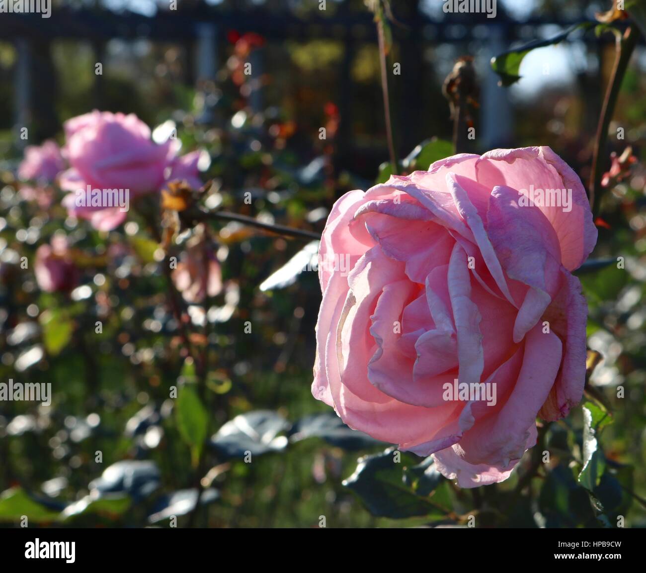 Pink roses in rose garden in fall. Stock Photo