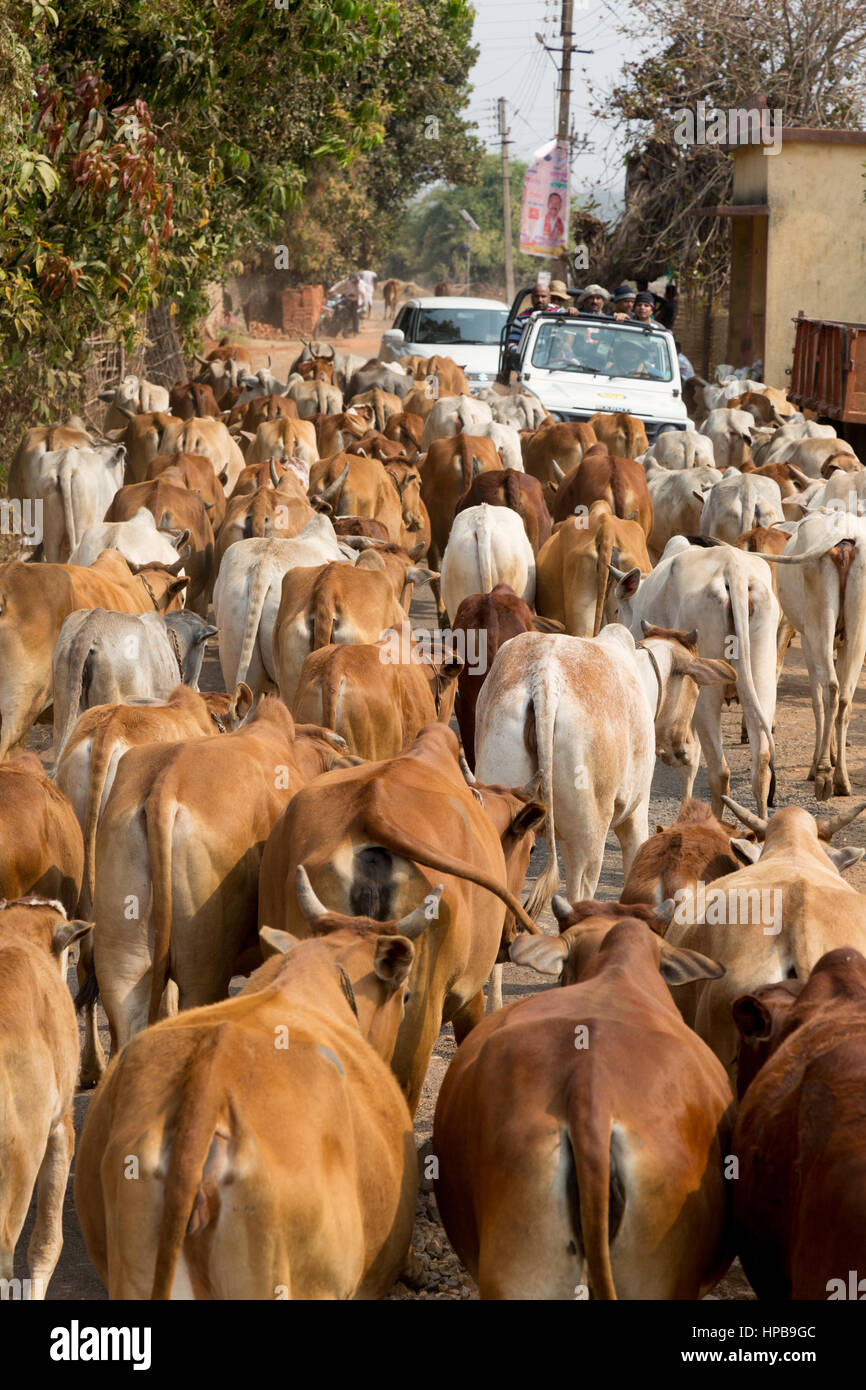 cows on the road, example of agriculture or farming, Maharashtra state