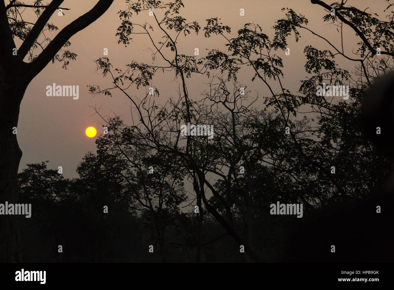 India sunset through trees, Tadoba National Park, Maharashtra State, India Asia Stock Photo