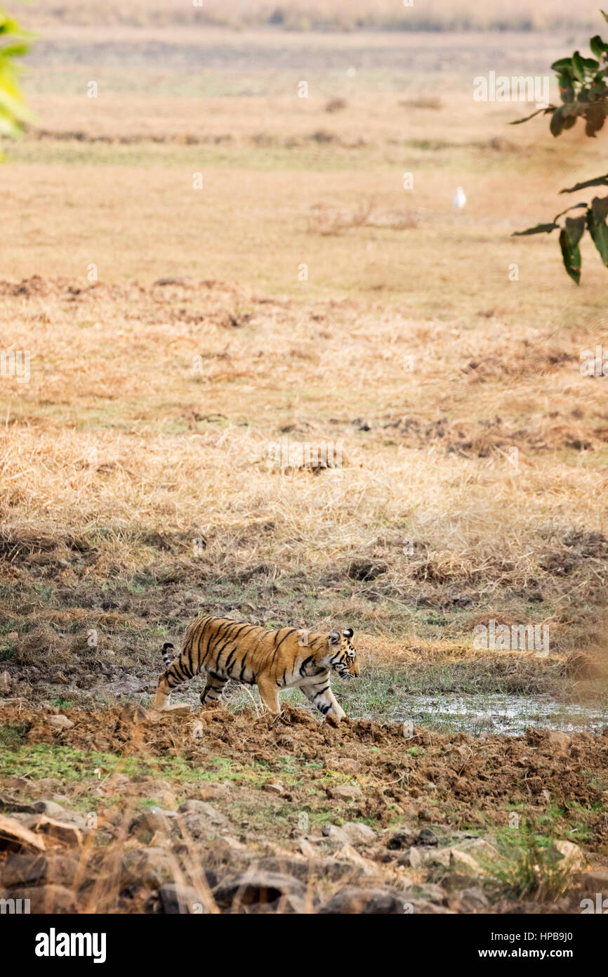 A wild tiger, - Panthera Tigris, Tadoba National Park, Maharashtra State, India, Asia Stock Photo