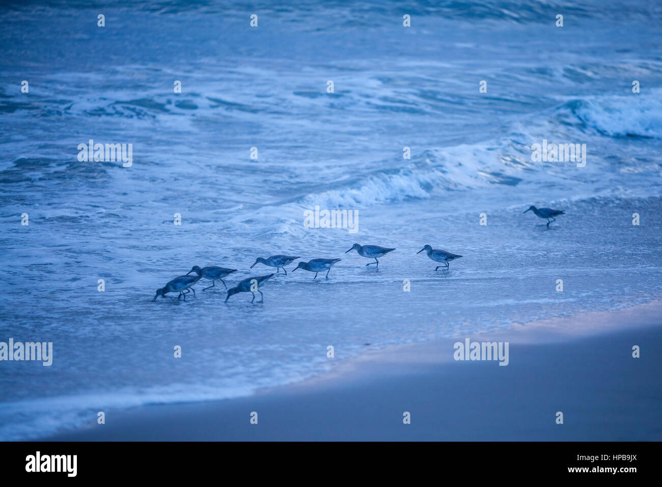 Surfline hi res stock photography and images Alamy