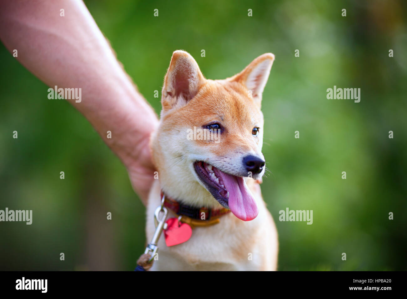 Shiba Inu Puppy In The Park A Hand Is Petting The Top Of