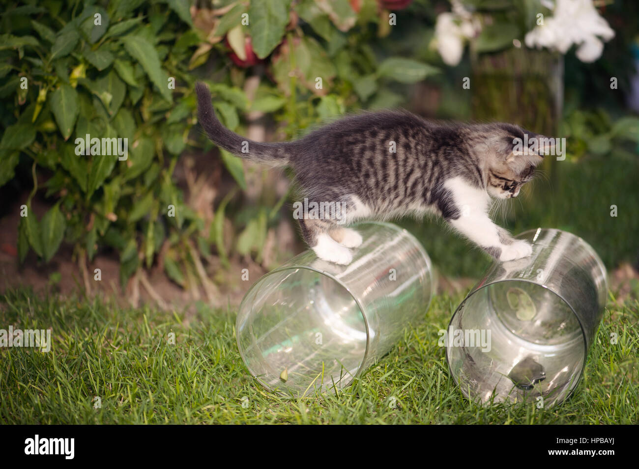 Tabby kitten playing with glass vases in the garden Stock Photo