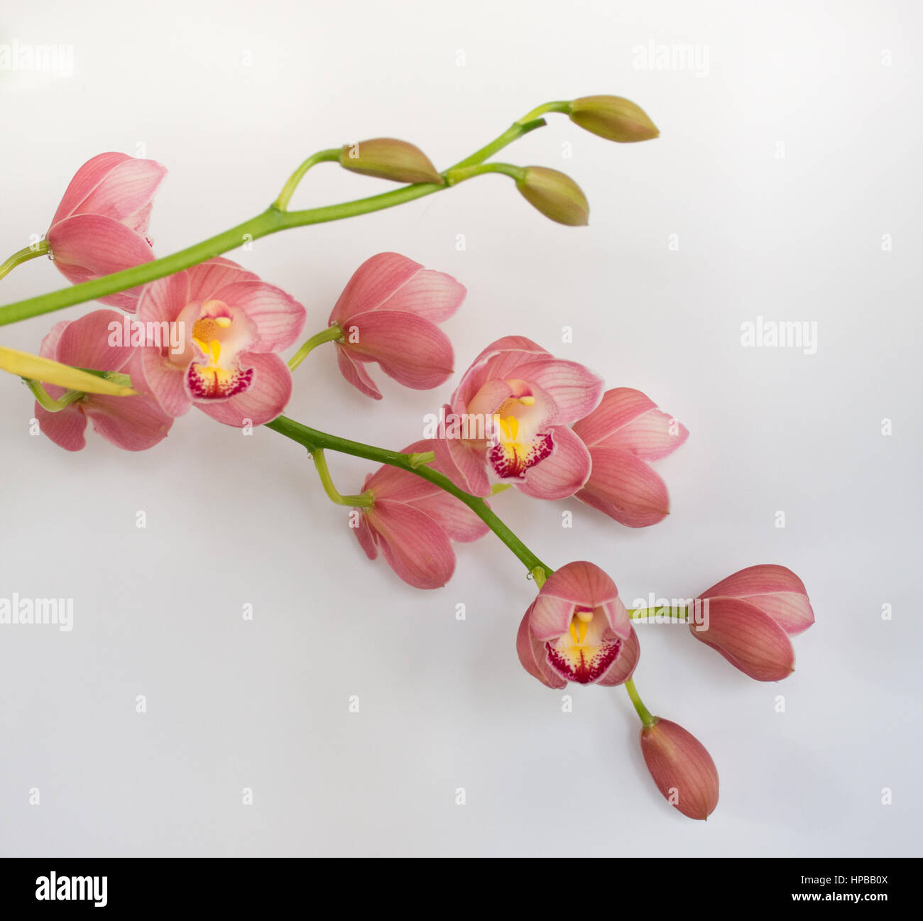Close up of Cattleya orchid stems with coral pink blossoms and buds against a white background. Shallow depth of field. Copy space. Stock Photo