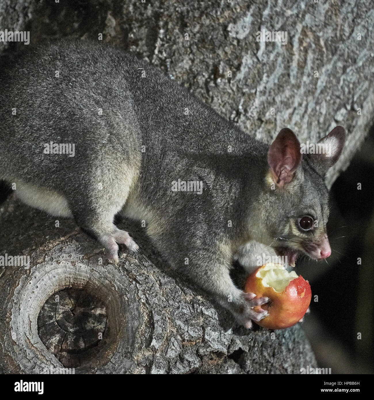 Young Australian Brushtail Possum in a tree, Adelaide, SA, Australia Stock Photo
