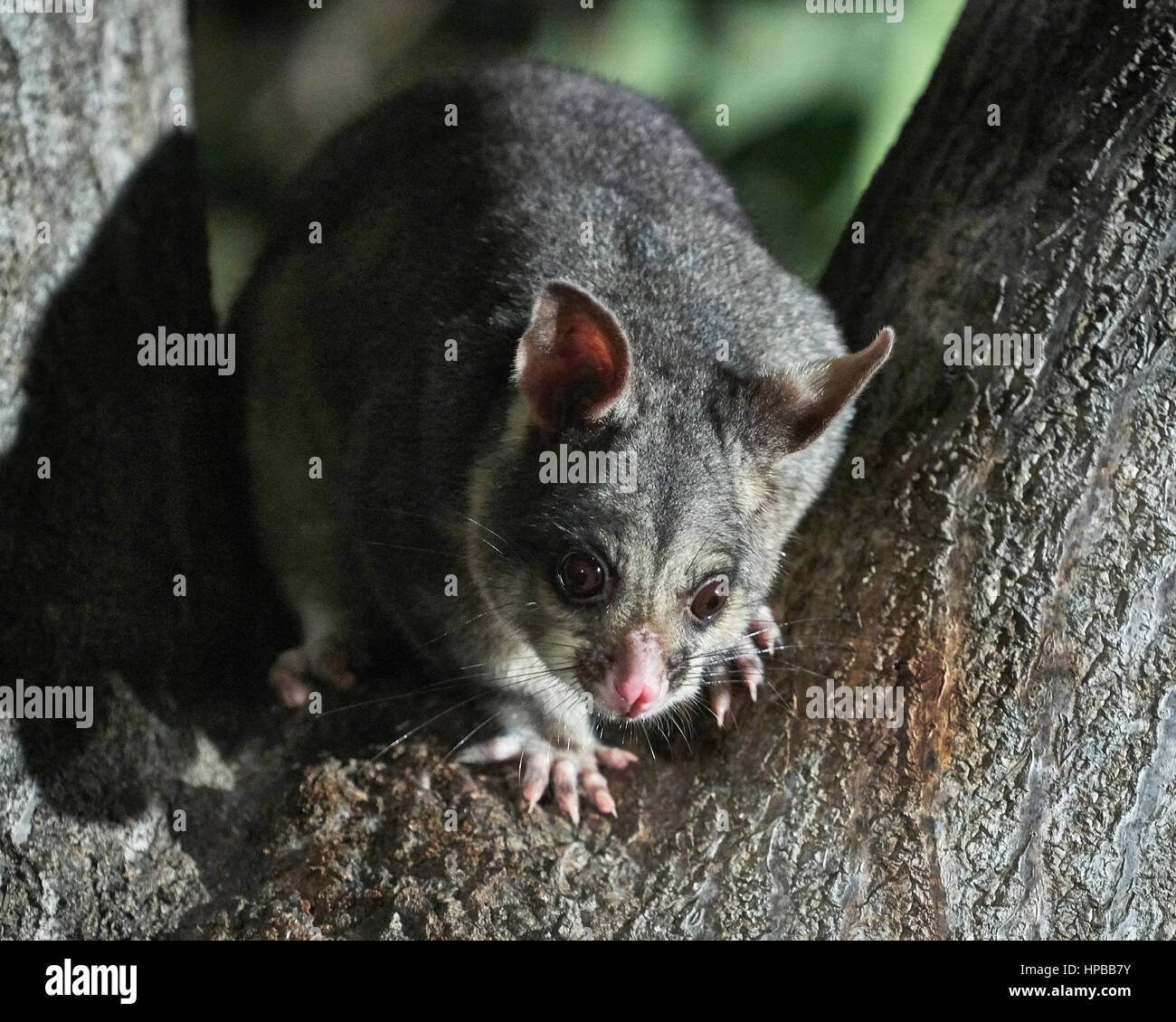 Young Australian Brushtail Possum in a tree, Adelaide, SA, Australia Stock Photo