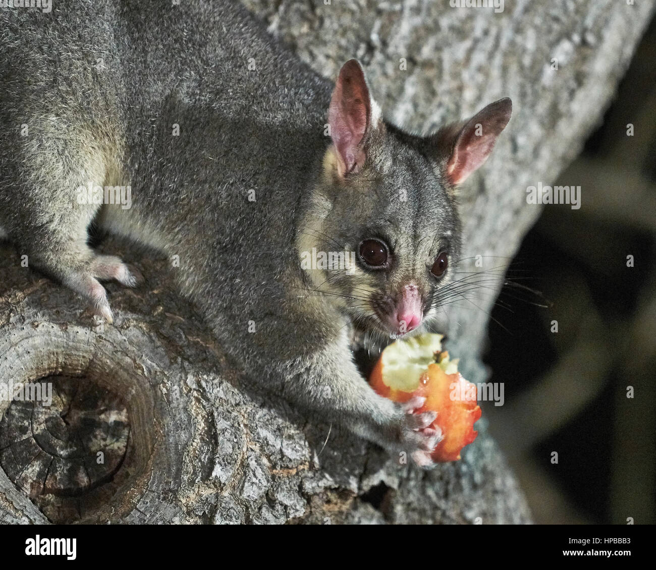 Young Australian Brushtail Possum in a tree, Adelaide, SA, Australia Stock Photo