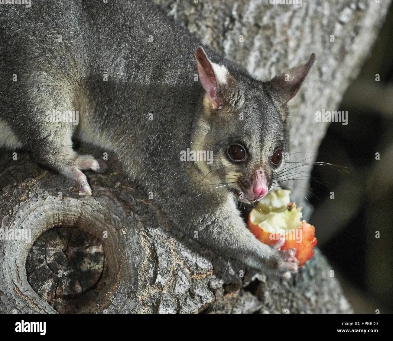 Young Australian Brushtail Possum in a tree, Adelaide, SA, Australia Stock Photo