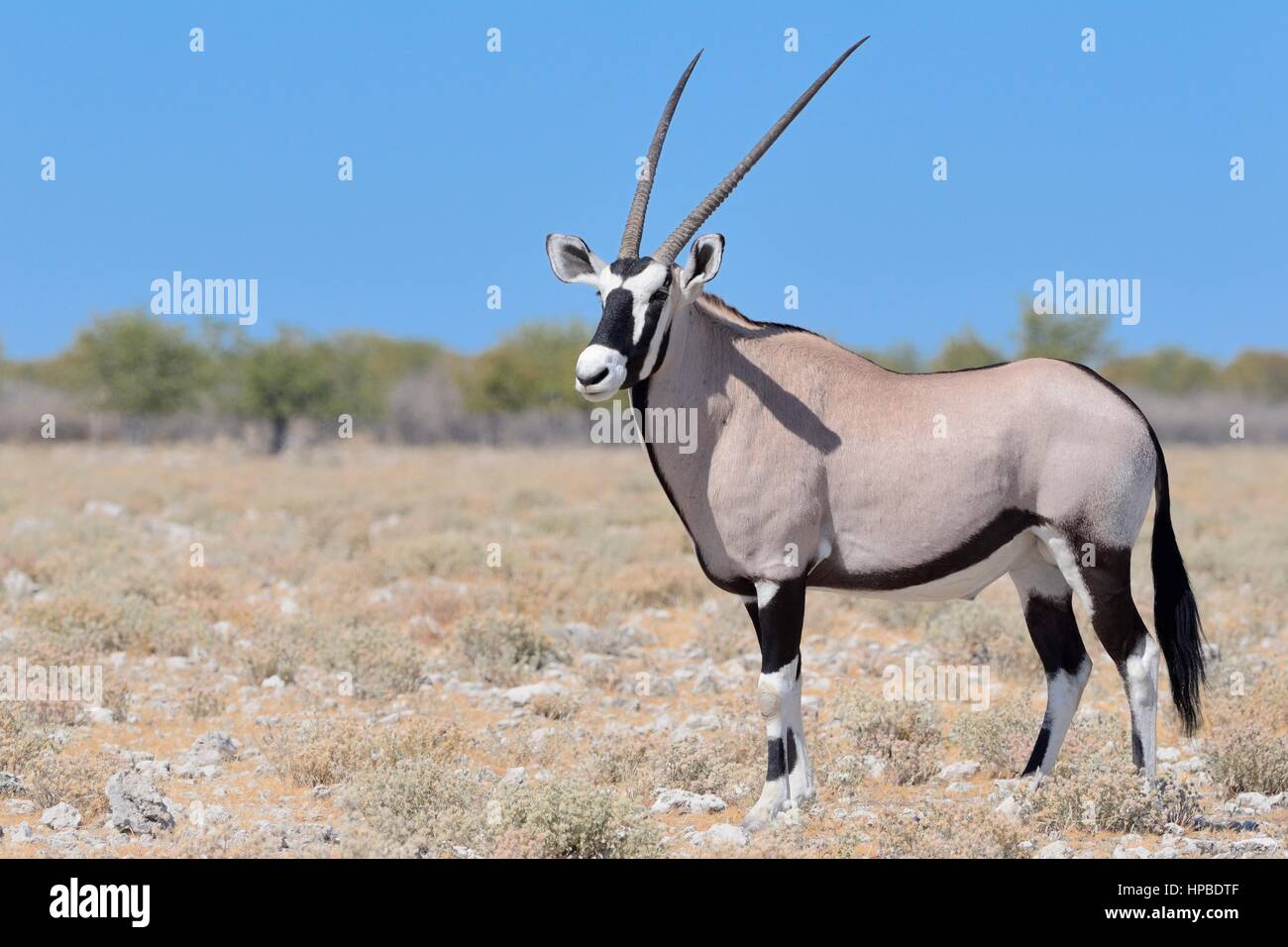 Gemsbok (Oryx gazella), adult male standing on stony ground, Etosha  National Park, Namibia, Africa Stock Photo - Alamy