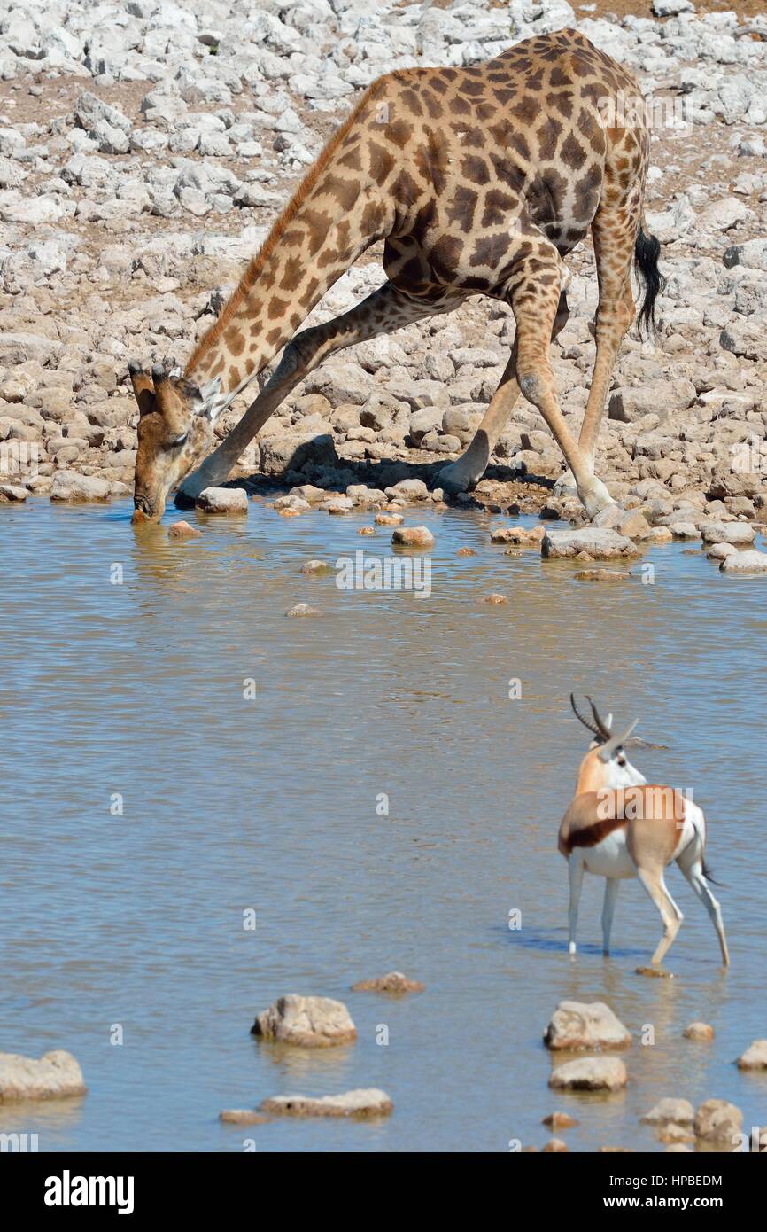 Angolan giraffe or Namibian giraffe (Giraffa giraffa angolensis), drinking at waterhole, springbok in the foreground, Etosha National Park, Namibia Stock Photo