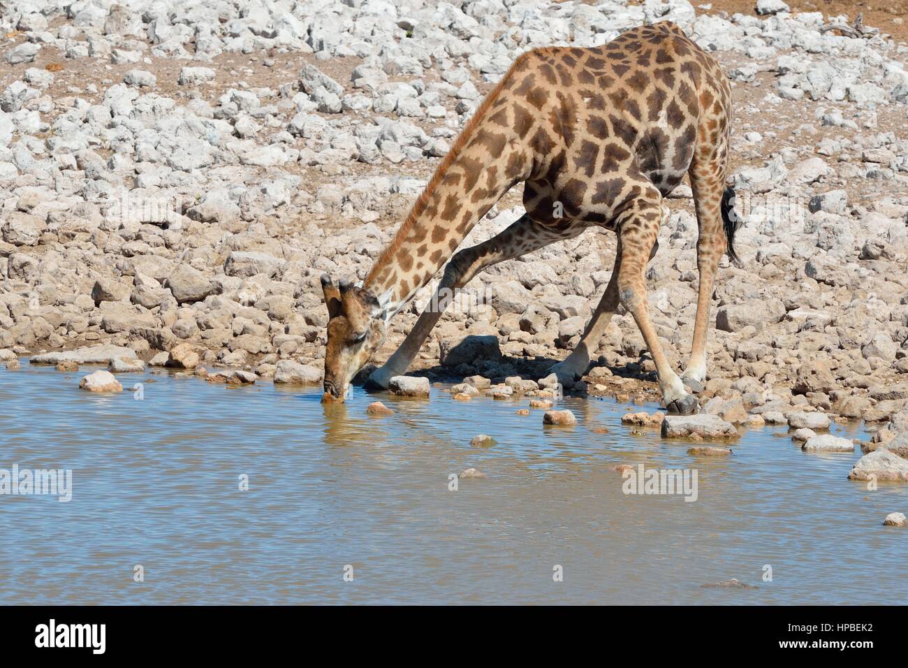 Angolan giraffe or Namibian giraffe (Giraffa giraffa angolensis), drinking at waterhole, Etosha National Park, Namibia, Africa Stock Photo