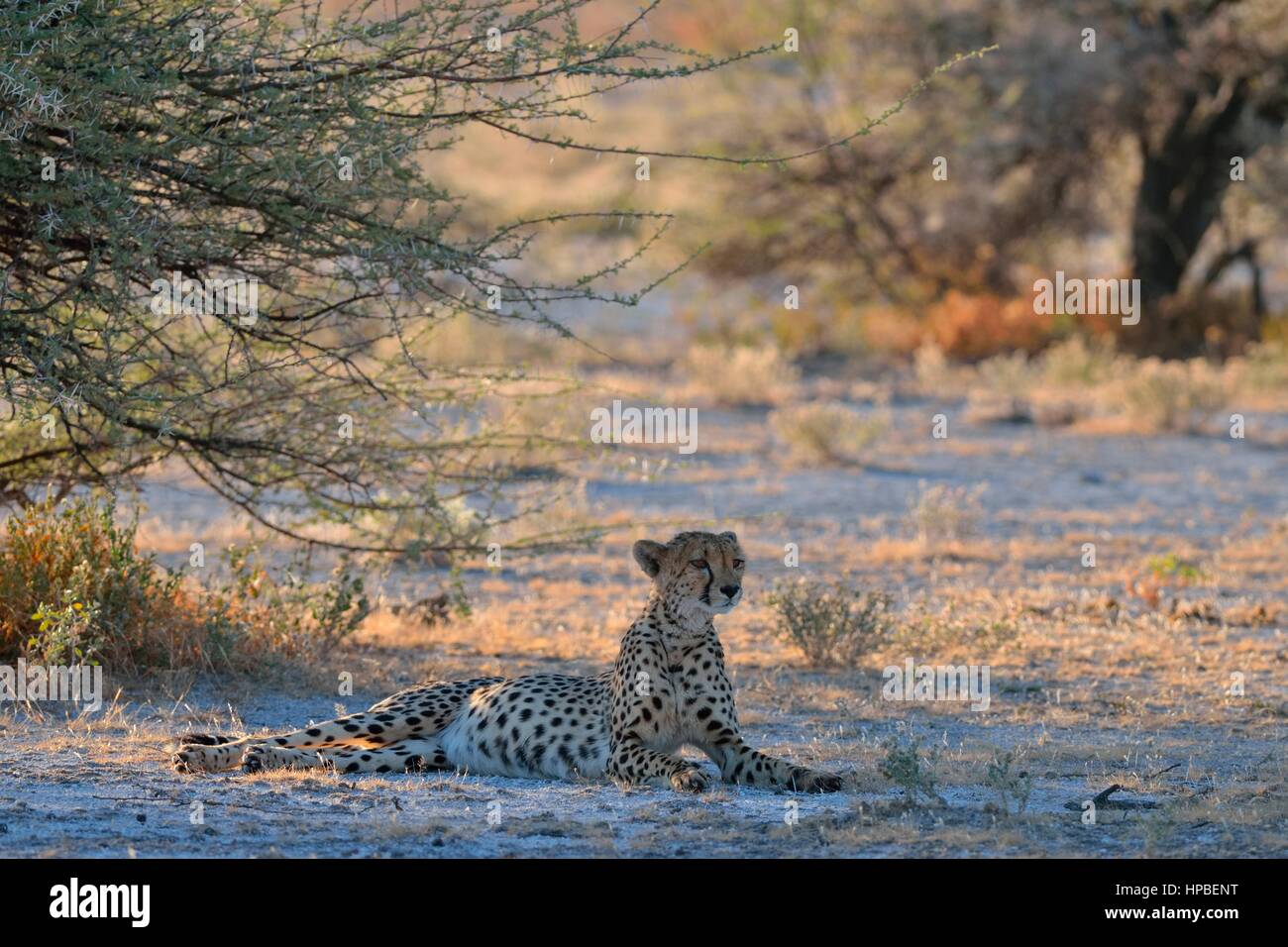Cheetah (Acinonyx jubatus), female, lying in the shade of a tree, attentive, Etosha National Park, Namibia, Africa Stock Photo