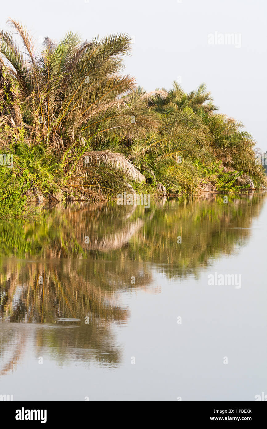Dense riparian woodland and scrub is reflected in the glassy, mirror-like waters of the River Gambia Stock Photo