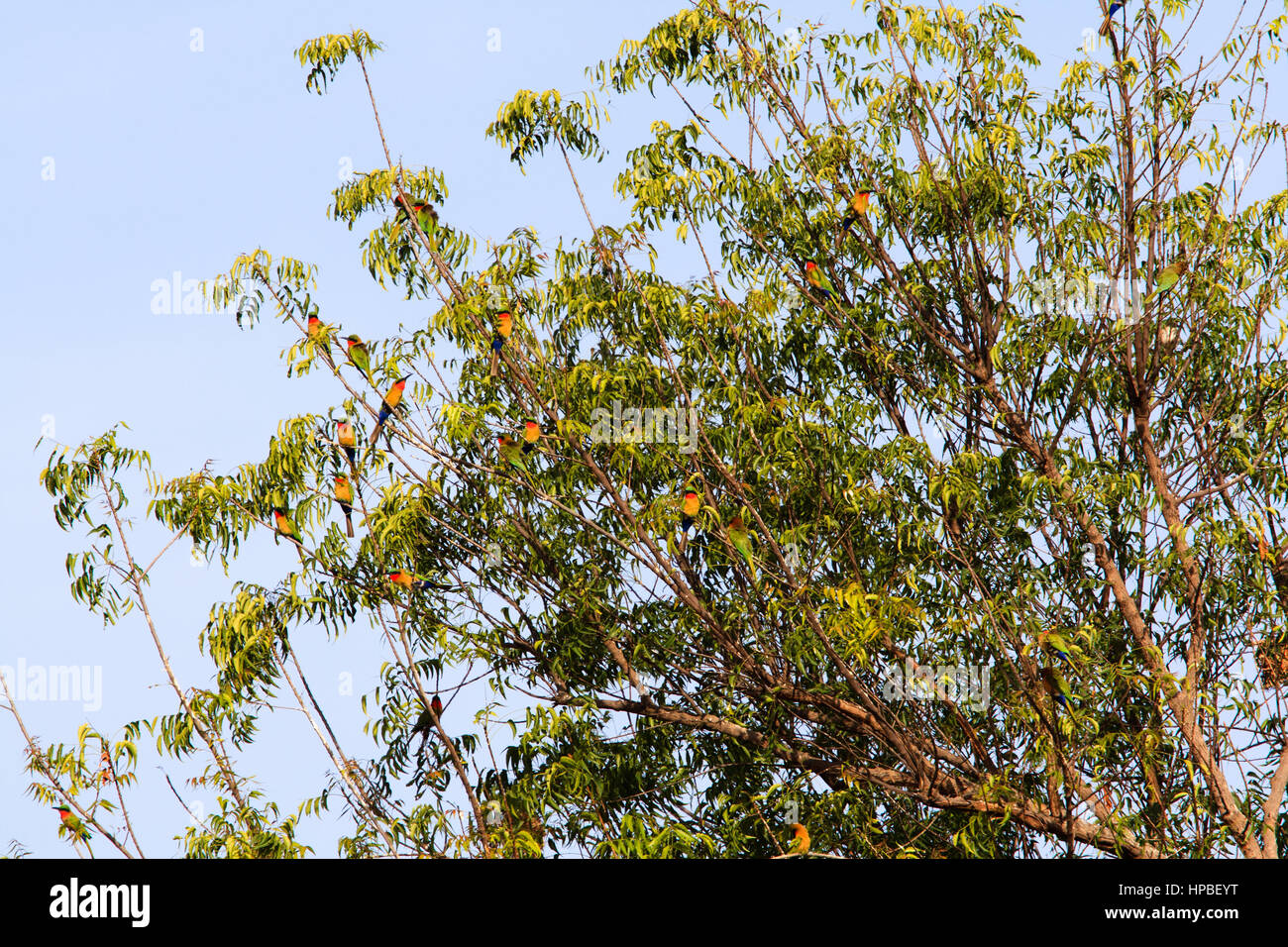 Group of bee eaters roosting hi-res stock photography and images - Alamy