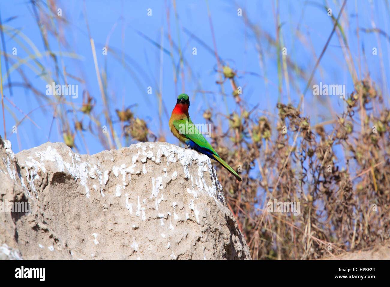 Red-throated bee-eaters (Merops bulocki) at their nesting site in The Gambia Stock Photo