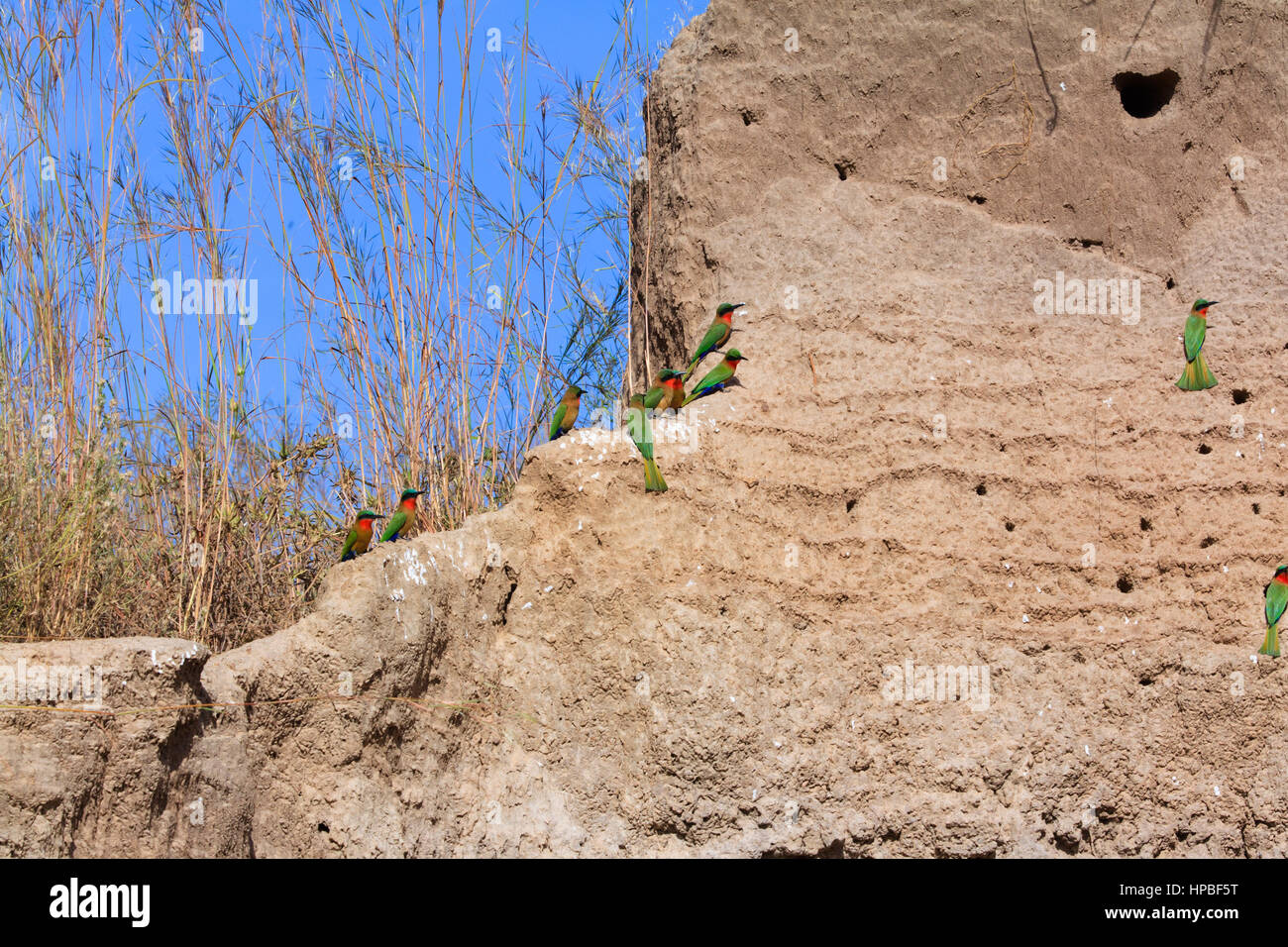 Red-throated bee-eaters (Merops bulocki) at their burrows in a mud quarry in The Gambia Stock Photo