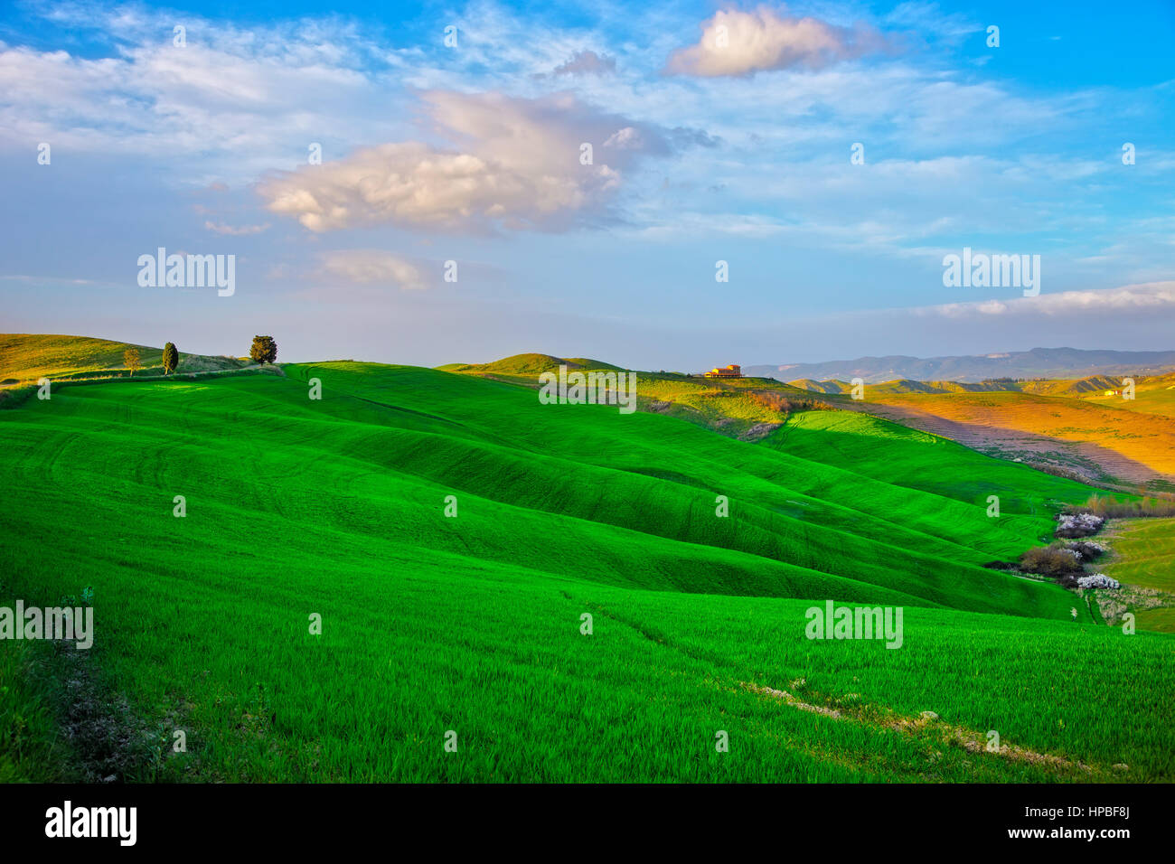 Tuscany, rolling hills on sunset. Volterra rural landscape. Green fields, farmland and trees. Italy Stock Photo