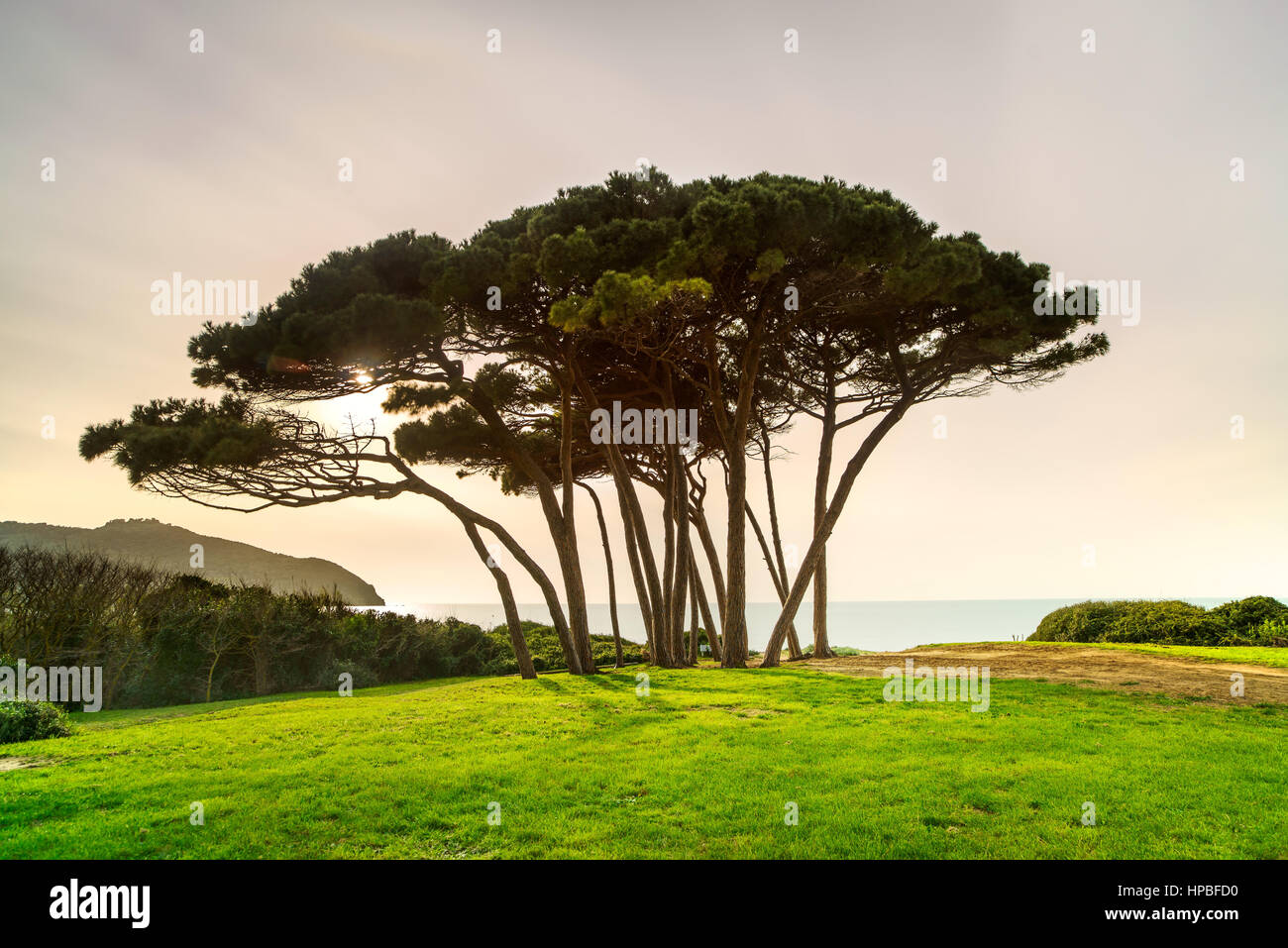 Maritime Pine tree group near sea and beach on sunset. Baratti, Maremma, Piombino, Tuscany, Italy. Long Exposure Stock Photo