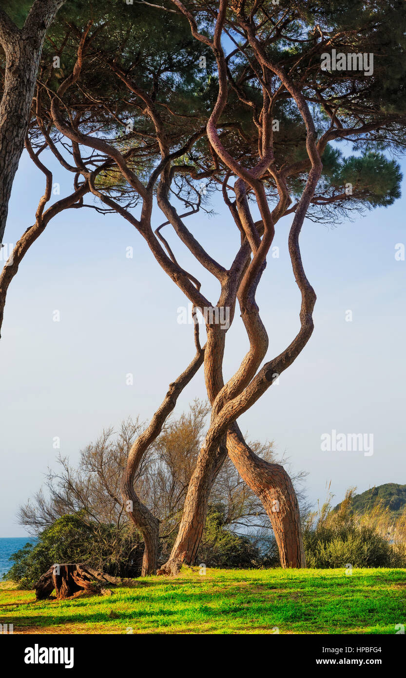 Maritime Pine tree twisted group. Baratti, Maremma, Piombino, Tuscany, Italy. Stock Photo
