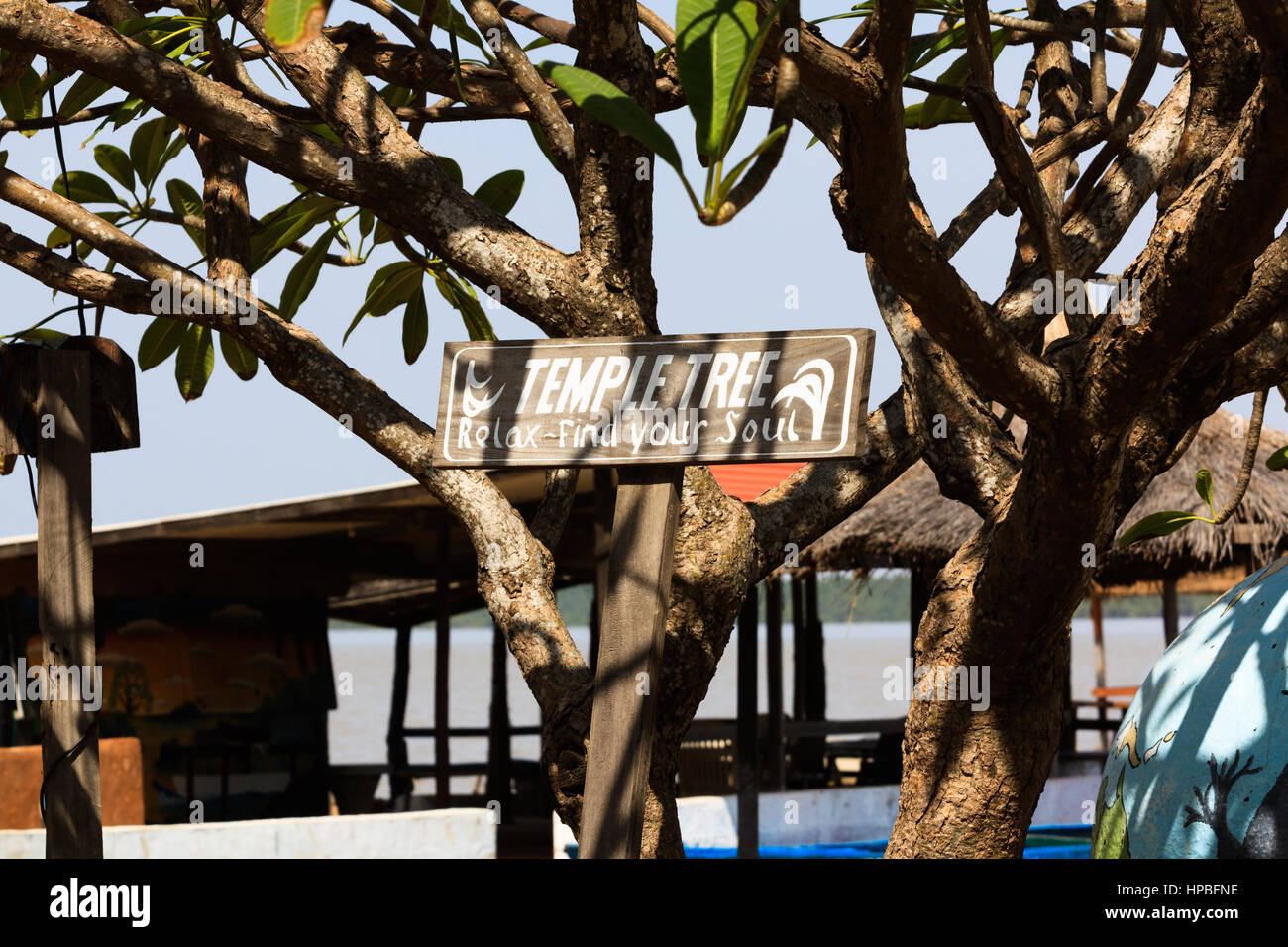 Temple tree at Tendaba Camp on the River Gambia Stock Photo