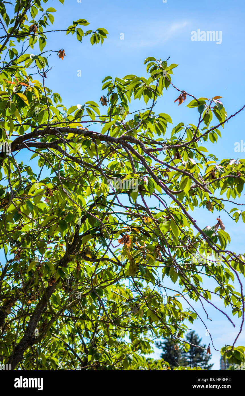 Looking up at a tree on South False Creek, Vancouver, British Columbia Stock Photo