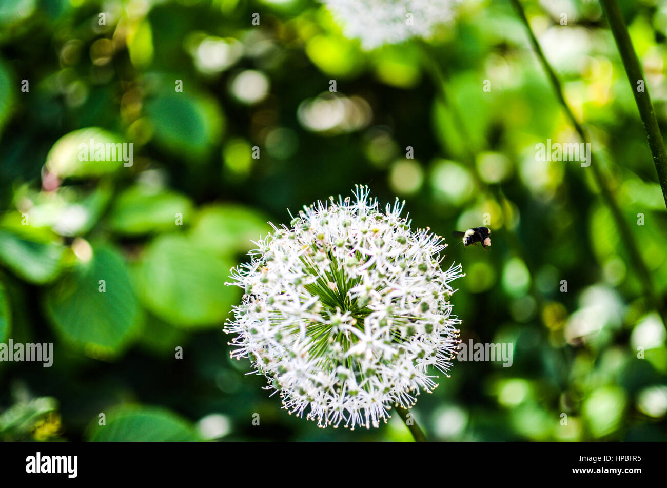 Bee pollinating flowers Stock Photo