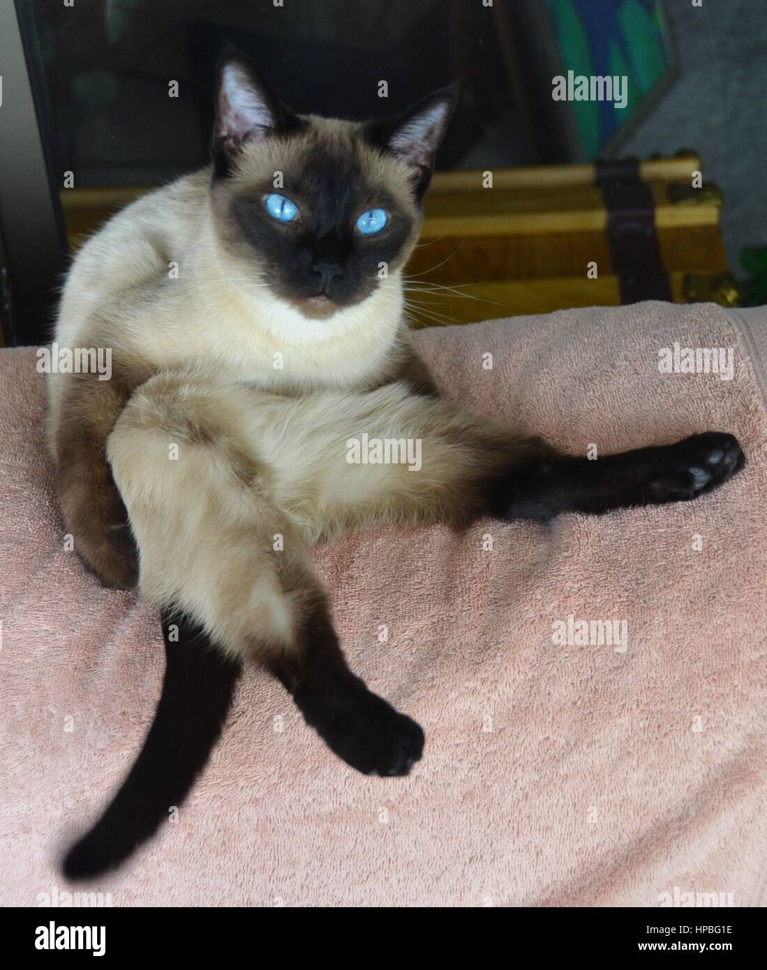 Retractable claws hires stock photography and images Alamy