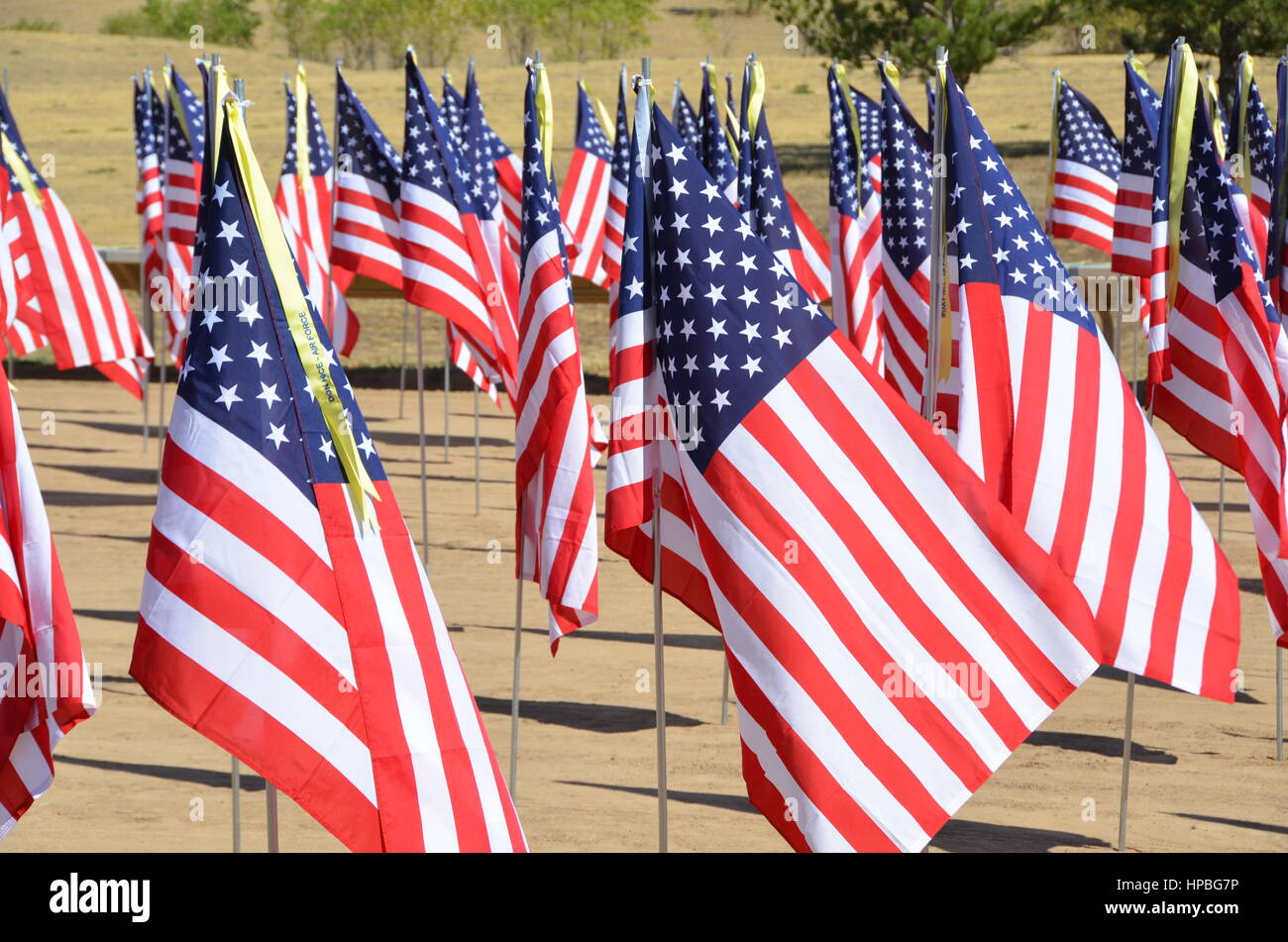 American Flags on Veterans Day and Memorial Day Stock Photo Alamy
