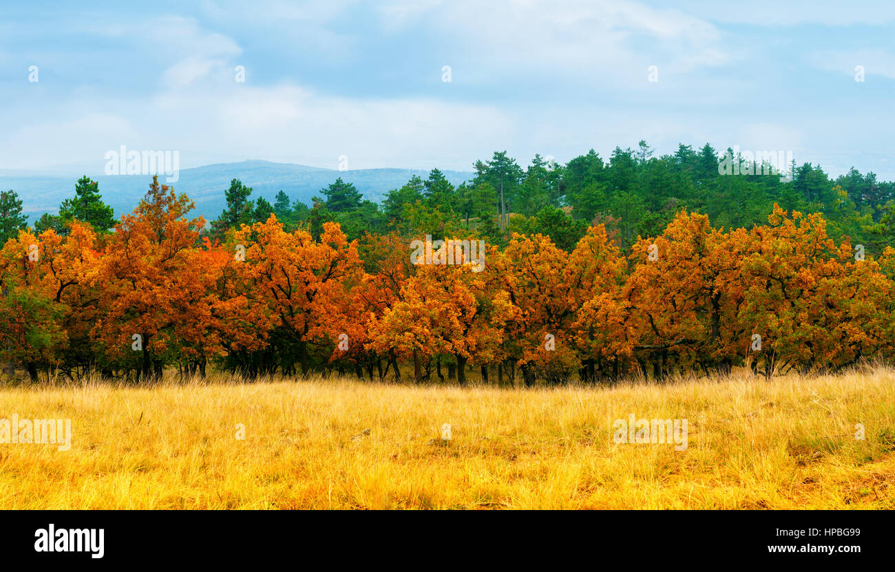 Colorful trees in autumn Stock Photo - Alamy